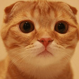 苹果上的免费梯子